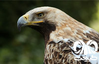 گروه عقاب‌ها Eagles